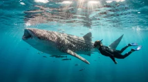 Swimming with whale sharks Cancún — snorkeler alongside a whale shark in clear Caribbean waters